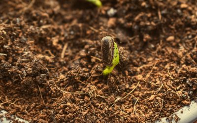 Why use Soil Improver Compost?