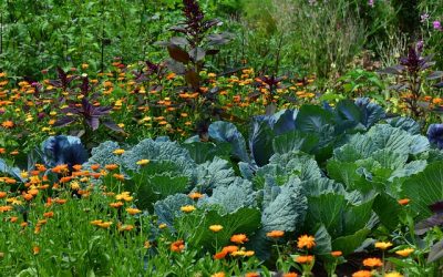 What to do in your garden this July