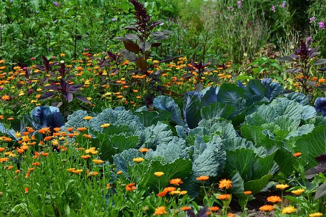 What to do in your garden this July